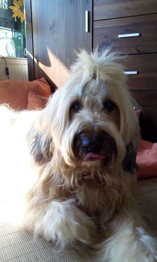 Ferienappartement Potthoff 2 -Hund Willkommen- Altenau  Kültér fotó